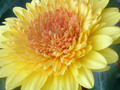 Lollipop Gerbera Daisy