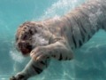 White tiger diving under water