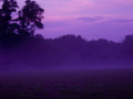 Purple Fog