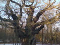 Robin Hood's tree the Major Oak