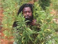 Rasta Man in Ganja Field