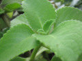 Kalabo Herbal Plant