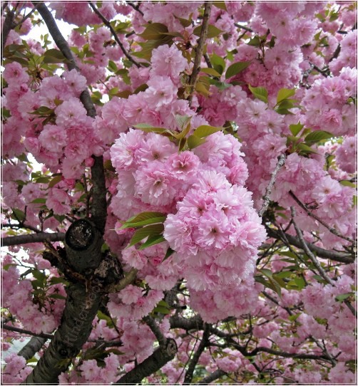 Double Cherry Blossoms