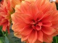 Orange Dahlinova Dahlia