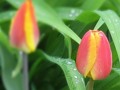 Pink and Yellow Tulip Bud