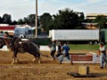 Draft Horse Pulls at the County Fair: An Easy Half Ton Pull