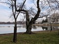 Gnarled Cherry Tree Trunk and Monuments