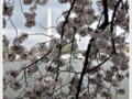 Cherry Blossoms Veil the Washington Monument