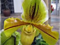 Paphiopedilum Complex Hybrid Orchid