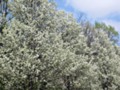 Pear Tree Blossoms