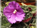 Purple African Violet with Ruffled Petals