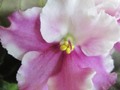 African Violet 13