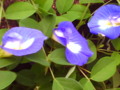 Shanka Pushpa flowers