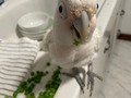The kitchen remodel is done enough for them to eat peas on the counter again! I think they miss the handyman though, both birbs got bored today. They liked the drilling and hammering and coming and going with supplies, it was mental stimulation and someone to silently judge! #cockatoolife #cockatoos #moluccancockatoo #goffinscockatoo #stlpets #kitchenremodel #birbs #foodfacebird #cutebeaks #cutebirds #cockatoolove
