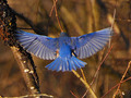 Bluebird in flight