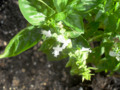 Sweet Basil Flowers