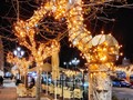 Hasta los árboles del Paseo de Pereda en #Santander se merecen su alumbrado navideño. Y bien bonitos que han quedado esos simples plátanos con sus elegantes luces doradas. Es una delicia pasear estos días por las calles de Santander, decoradas para la #Navidad, y para que todos las podamos disfrutar. . . . . . #navidad #navidad2022 #feliznavidad #lucesdenavidad #lucesnavideñas #igerscantabria #turismosdr #cantabria #cantabriainfinita #addicted_to_cantabria #arboles