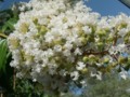 fluffy white flowers on a tree