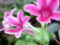 pink tiny trumpet like flowers