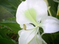 a delicate white camia flower