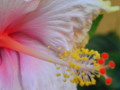 a pastel pink hibiscus