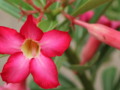 a hot pink kalachuchi bloom