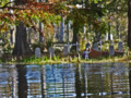 Graveyard in the Swamp