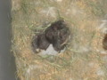 One day old baby rabbits