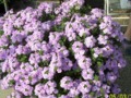 A huge trailing Verbena hanging basket