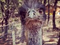 What? Seriously? #californiaphotographer #cali #california #animalrescue #emu #animal #bird #bigbird #portrait #outside #outdoorphotography #pixel2 #pixel2photography #theranch #placerville