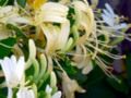 Fragrant Honeysuckle