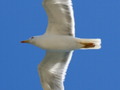 Sea Gull Soaring