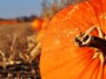 The Great Pumpkin Patch