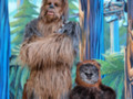 Chewbacca and Wicket at Star Wars Weekends