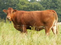 Limousin cow