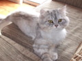 Selkirk Rex and Persian Mix Cat