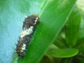 A Spiky Dark Brown and White Caterpillar