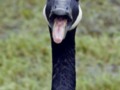 Goose Tongue!