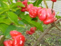 Macopa Fruits