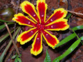 Wild Ginger Flower