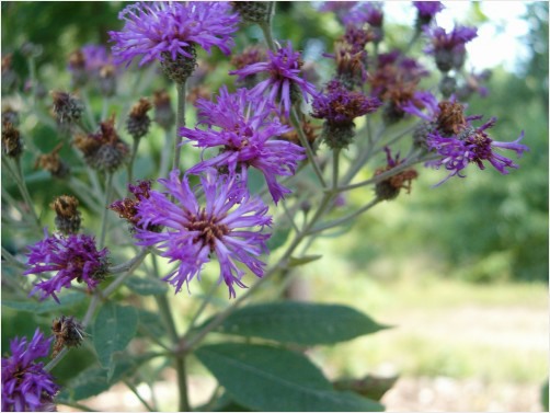 Purple Wildflowers In The Midwest Redgage