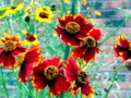 Red brown, or rust colored flowers