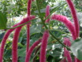 Long Fuzzy Pink Flowers with New Camera