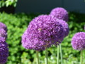 Big round purple flower heads. Went to the MBG again today.