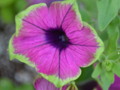 Purple Petunia with Green on edges.