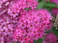 Japanese Spirea Shrub with Pink Flowers