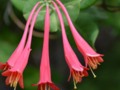 Little Red Tubular Flowers in the garden