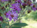 Purple WIldflowers in the Midwest