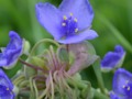 Blue flowers with yellow stamens