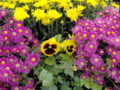 Purple and Yellow Mums and Pansies